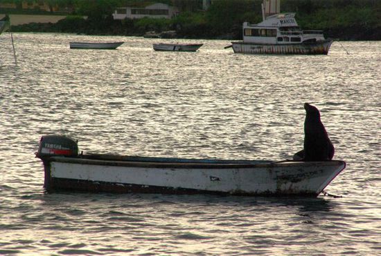 Im Hafen von San Christobal machen es sich die Seelöwen sogar auf den kleinen Booten der Fischer gemütlich.
