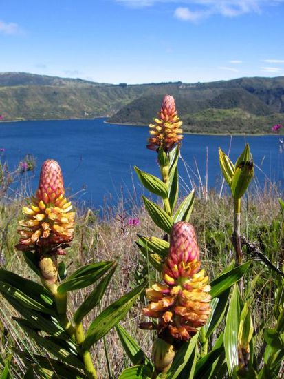Interessante Gewächse säumen den Wanderweg am Kraterrand entlang
