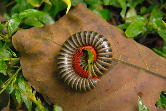 Ein eingerollter Hundertfüßler