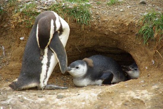 Magellanpinguine nisten uebrigens in kleinen Hoehlen