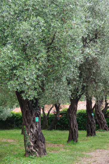 Campingplatz Maslina, mit diesen wunderschönen ca. 300 Jahre alten Olivenbäumen.