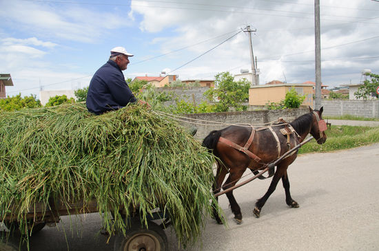 Pferde und Esel sind noch weit verbreitete Arbeits und Verkehrsmittel