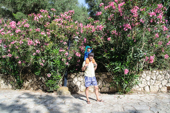 Man findet immer wieder riesige Oleander