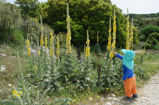 Und findet mannshohe Blumen