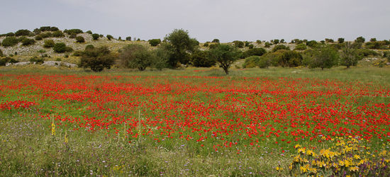 Auf der Hocheben blühen die Blumen