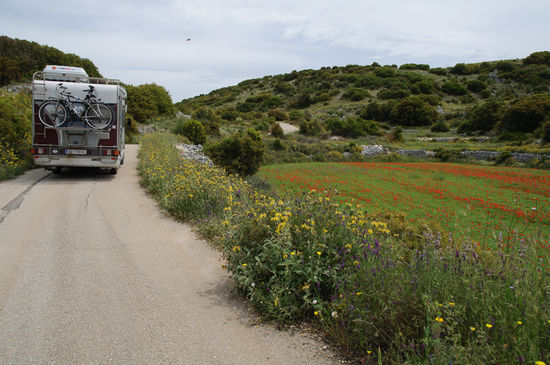 Immer wieder bleiben wir stehen und staunen über die Vegetation