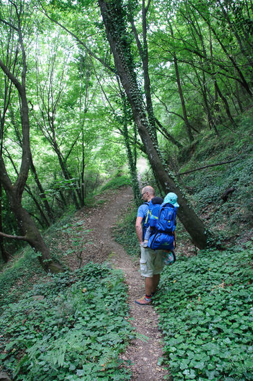 Der Wanderweg führt durch Laubwälder