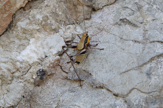 Diese Heuschrecken gibt es hier zu hunderten