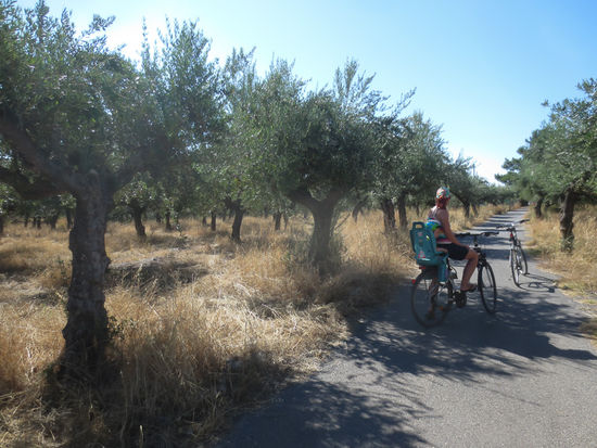 Am Weg nach Agios Nikolaos fährt man zuerst durch Olivenhaine durch. Links und rechts nichts als Olivenbäume.