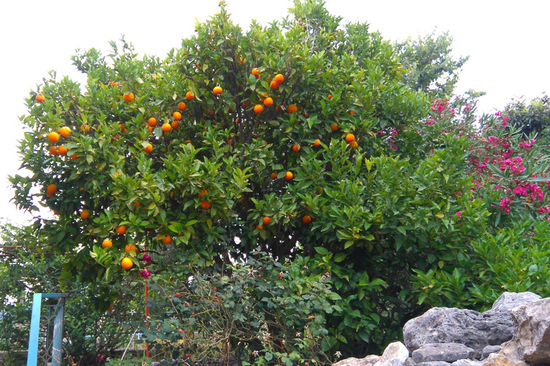Viele Orangenbäume wachsen in der Gegend