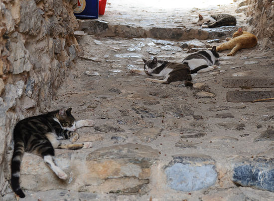 Sogar den Katzen ist es zu heiss