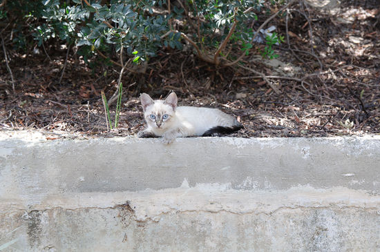 Bei unserem Auto im Busch haben auch ein paar junge Katzenbabies gewohnt, für Georg ein Erlebnis. Diese Katze hier wollte Julia am liebsten gleich mitnehmen.