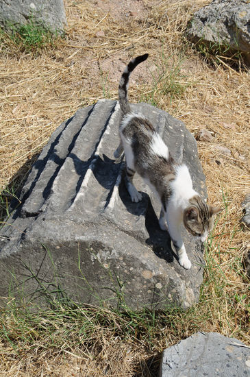 Kulturinteressierte Katze