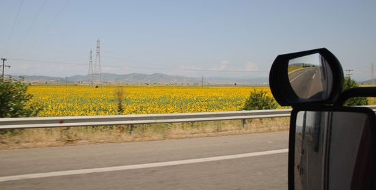 Sonnenblumenfelder neben der Strasse