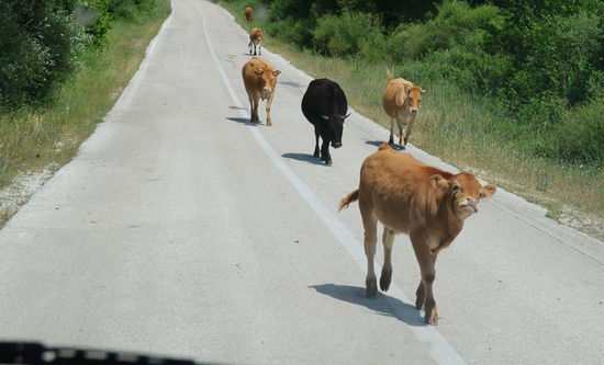 Neugierige Kühe. Mittlerweile schon ein gewohnter Anblick