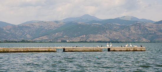 Hier gibt es neben Enten auch eine Menge Pelikane