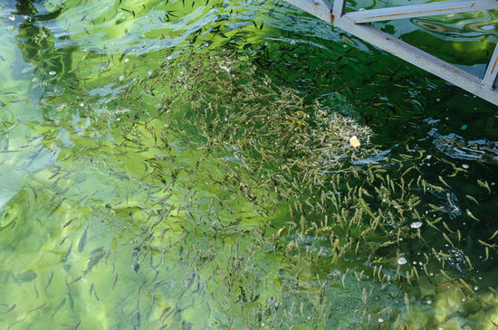 Vor dem Restaurant waren unglaublich viele Fische, die wurden von den Brotresten angelockt, die die Kinder da reingeworfen haben.