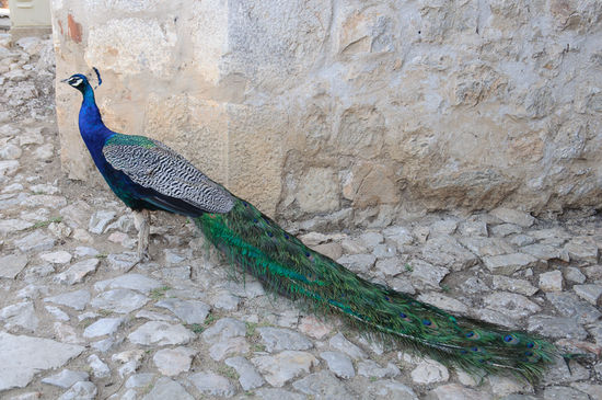 Zur Freude von Georg gibt hier unglaublich viele Pfaue.