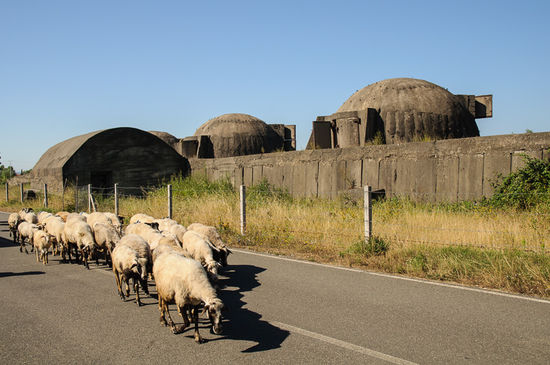 Bunker und Schafe, beides sieht man in Albanien ziemlich oft.