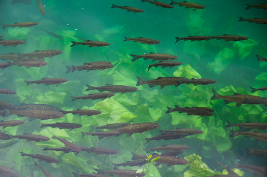 Die Fische gut sichtbar für Georg