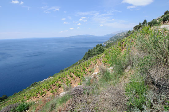 Weinhänge auf dem Weg nach Dingać
