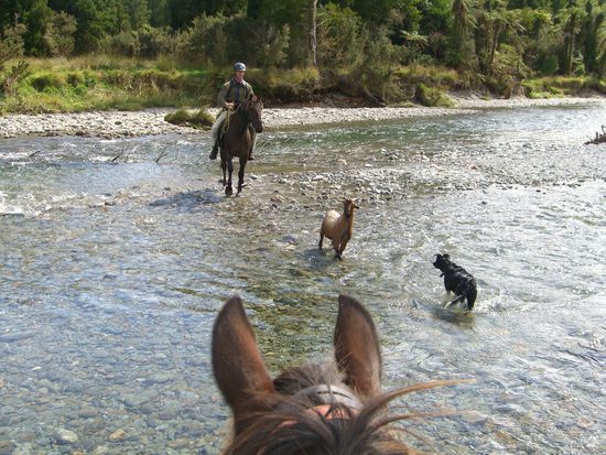 das ziegen-fangen. War ja noch lustig...