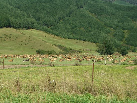 so werden kuehe gehalten hier