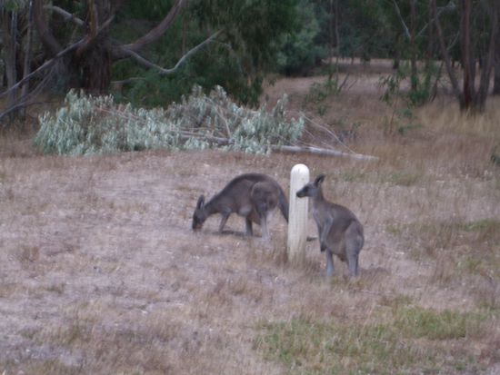Kaenguruhs, leider war es schon recht daemmrig. Das linke dicke ist das Mama-Kaenguruh mit Baby drin