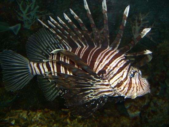 tauchen war ich auch - haha, scherz, ich war im melbourner aquarium 