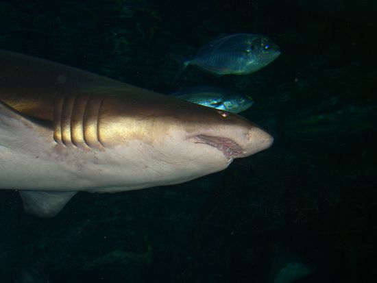dort hatten sie auch weisse haie, die sind rund um einen herum geschwommen... also die zaehne haben schon ganz schon beeindruckend ausgesehen