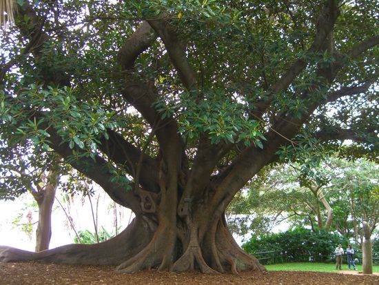 ein baum im botanischen garten - ich koennte nur noch baeume hier fotografieren, die sind sooo schoen, riesig gross mit maechtigen wurzeln