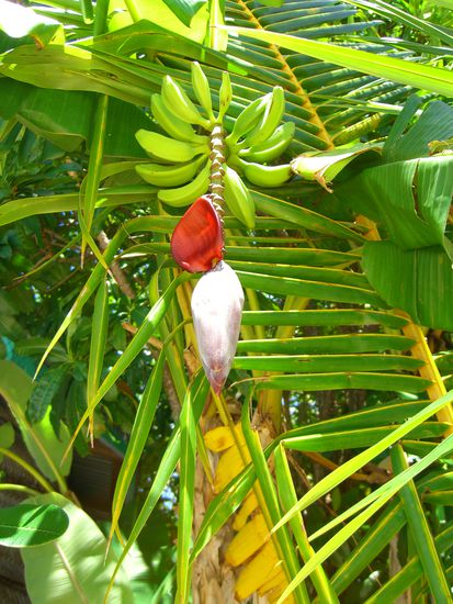 Bananenstaude, die kleinen bananen sind sooo gut