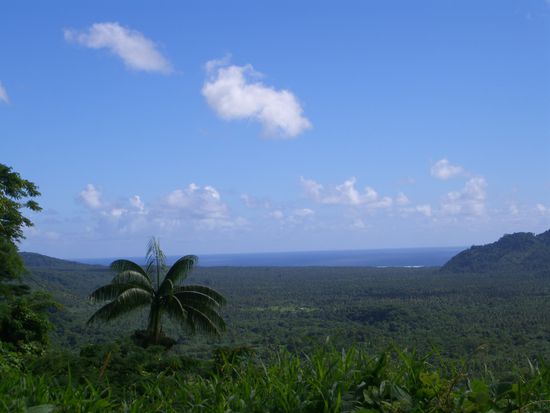 Blick ueber die insel zum meer - alles voller palmen