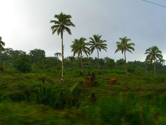 kuehe - wer's nicht erkennt. Da hats gerade in stroemen geregnet. Ein richtig schoener warmer tropischer regen