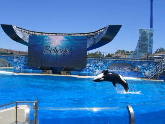 Wal-show in Seaworld San Diego