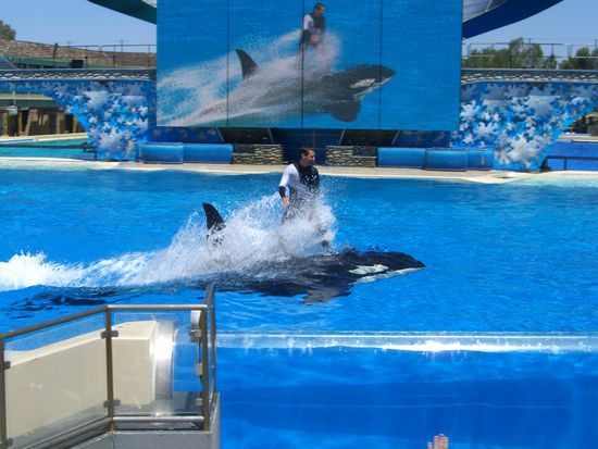 wasserski am wal-ruecken