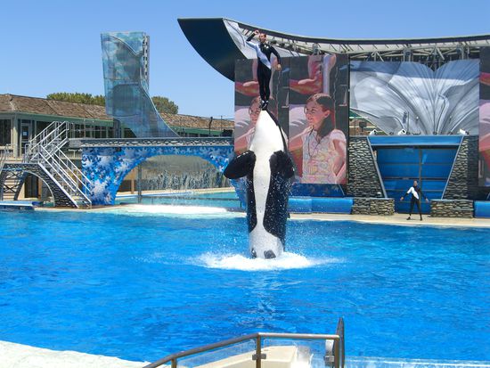 aus dem wasser aufgetaucht am kopf des wales