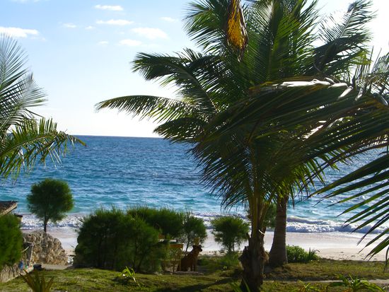 Blick von der Terrasse mit Gin im Bild, einer der hunde