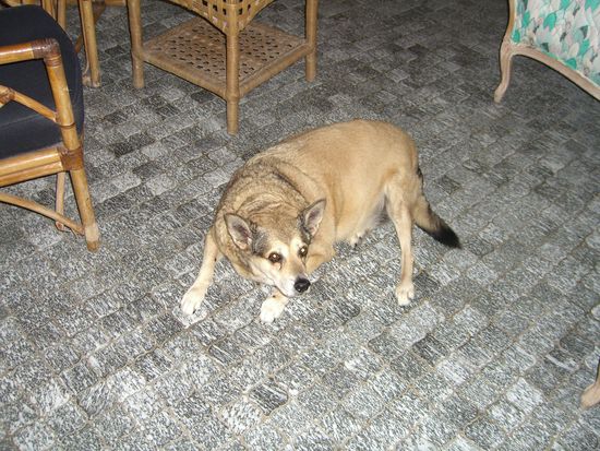 Kalik, die alte wurst *lol* er ist schon mind. 16 jahre alt und rund wie eine leberwurst