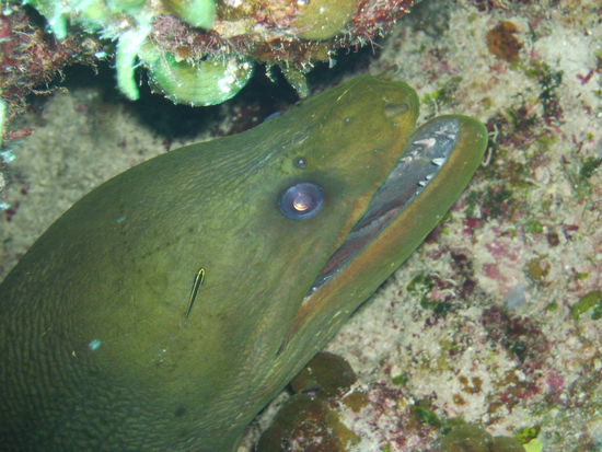 eine riesig grosse Moraene haben wir auch gesehen