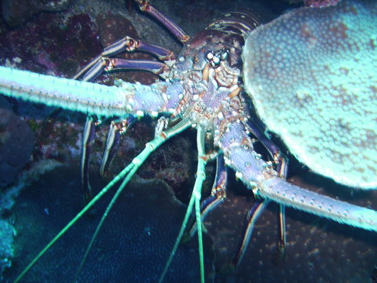 und nen fetten lobster, allerdings ist von april bis oktober schonzeit fuer die tiere. Also ein einziges mal hab ich so ein stueck von einem frischen lobster probieren duerfen und ich sag nur - super-yammy