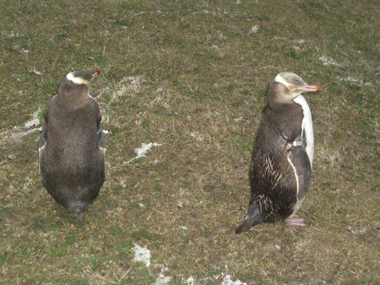 yellow-eyed pinguine