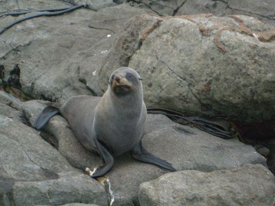 meine ersten Robben-Begegnungen. Wenn die einen anbruellen, schaut das schon ganz schoen unheimlich aus. Da hab ich dann ein wenig herzklopfen bekommen...