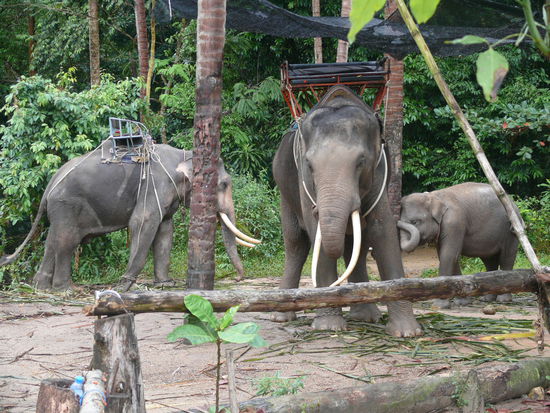 Elefantenausritte gehoeren hier auch ueberall zum Standart