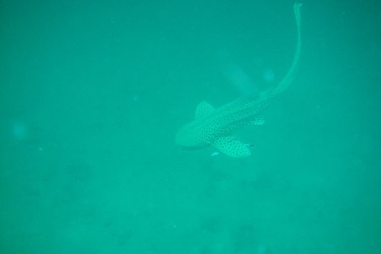 Der große Leopardenhai