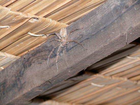 Meine neue Mitbewohnerin. Wer sich vorstellen kann wie gross der Balken ist, weiss auch wie gross diese Spinne ist