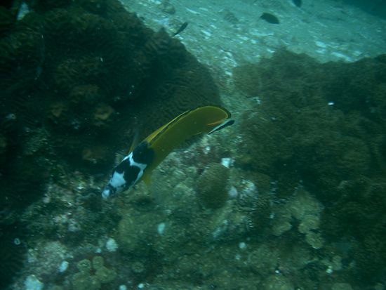 Das ist leider so ziemlich das einzige Foto was brauchbar ist. Wirklich schade