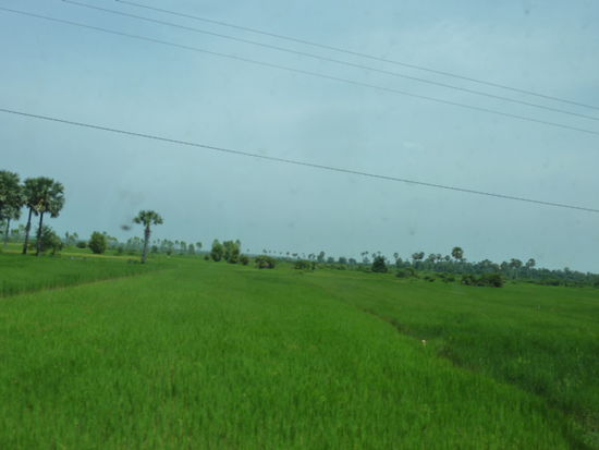 Zwischen Siem Reap sieht man eigentlich nur weitläufige Reisfelder.