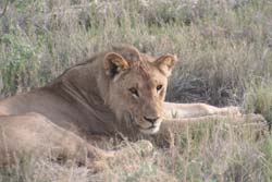 Löwin im Etosha National Park