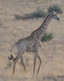 Giraffe auf der Bagatelle Kalahari Game Ranch